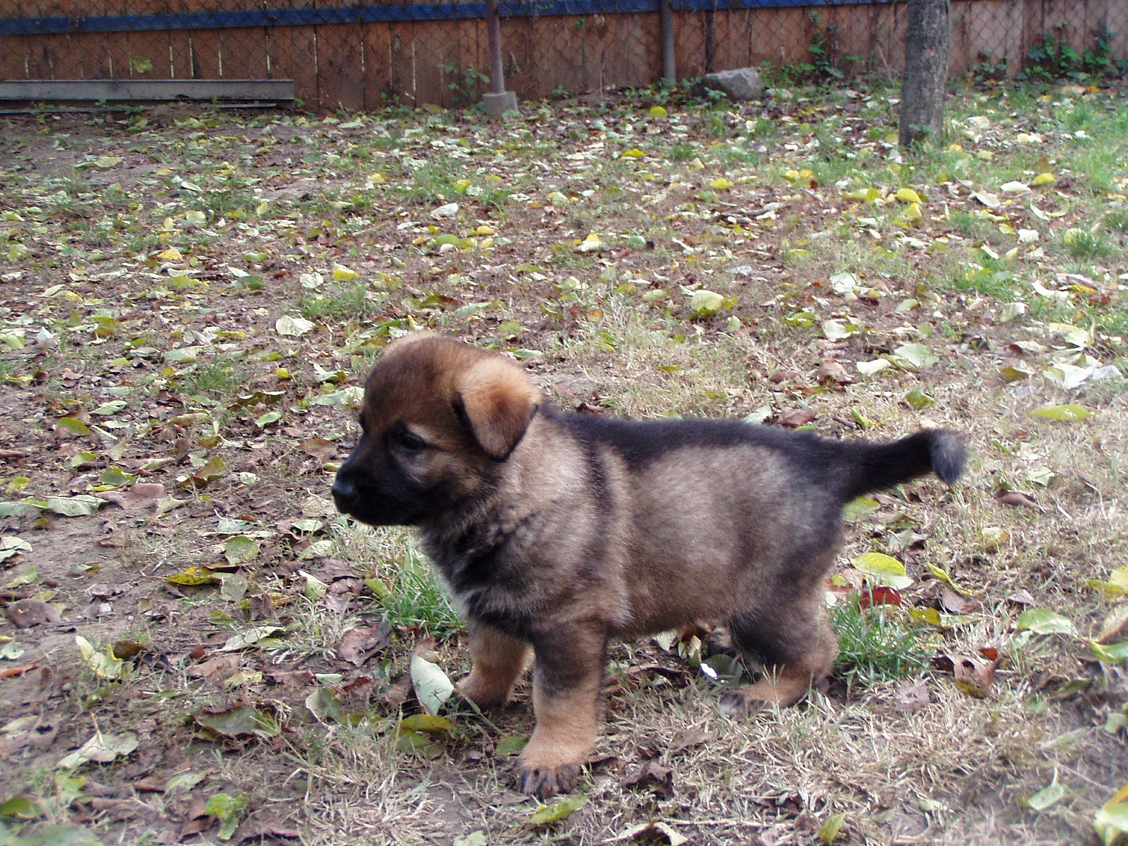 Dexter