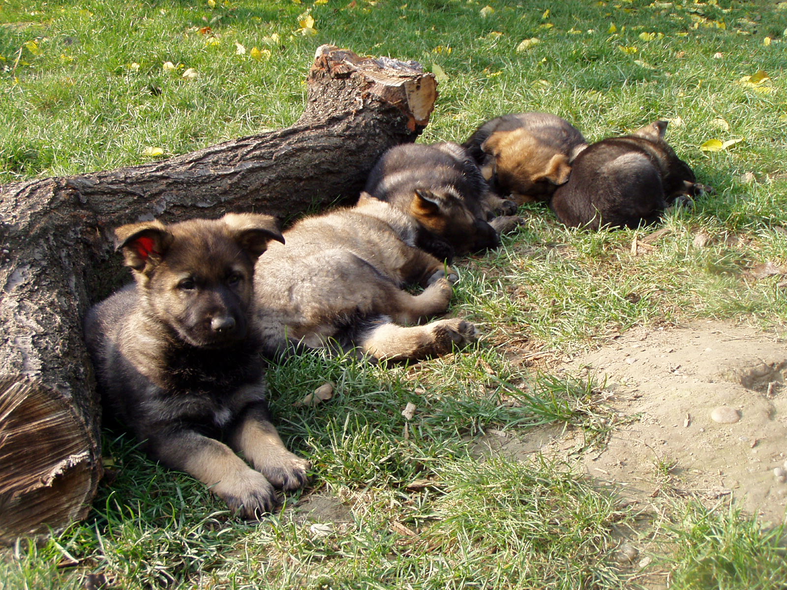 siesta