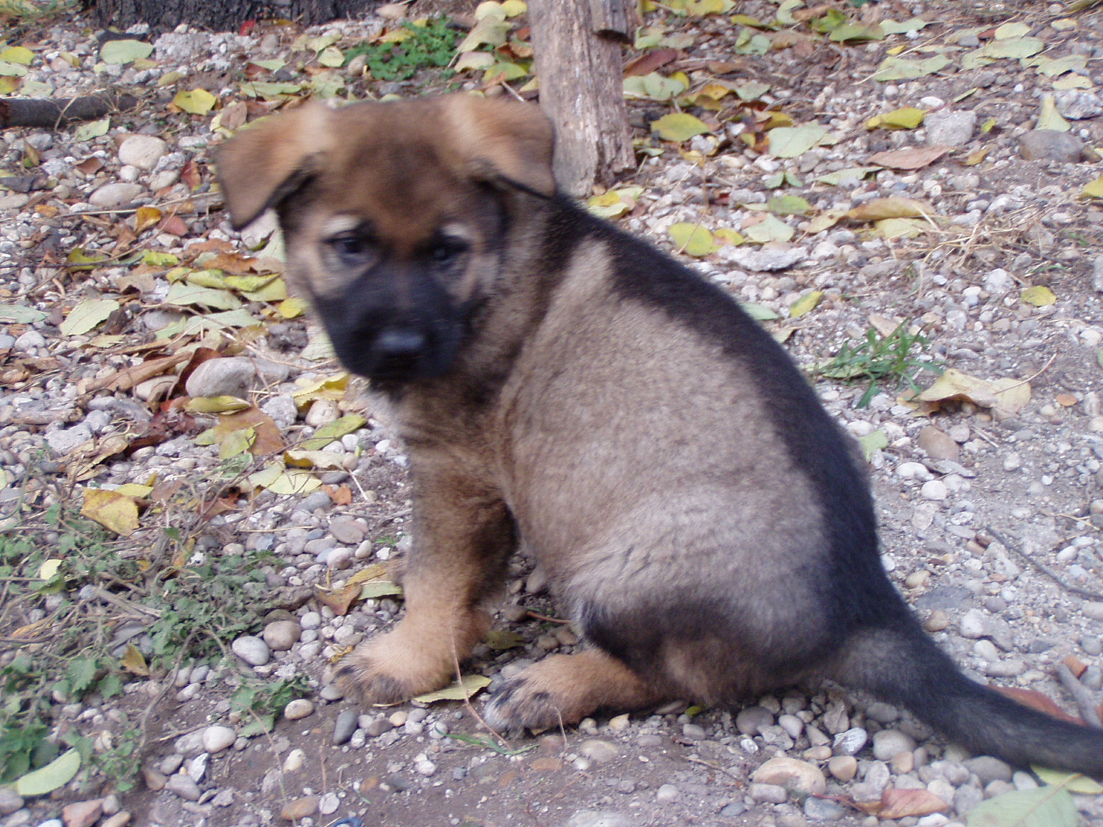 Denis3