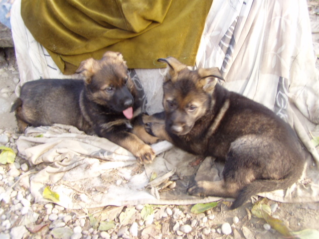 siesta2